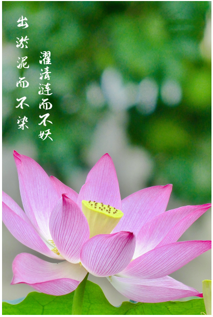 10攝影《青蓮（清廉）》三特索道.png